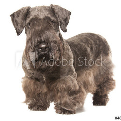 Cesky Terrier