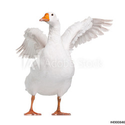 Domestic goose