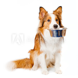 dog with empty bowl