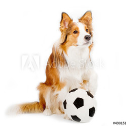 dog with ball isolated over a white background