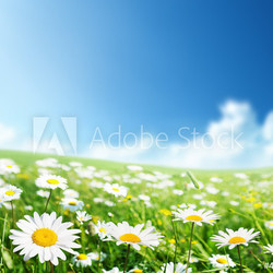 field of daisy flowers
