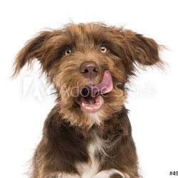 Close-up of a Crossbreed, 5 months old, licking lips