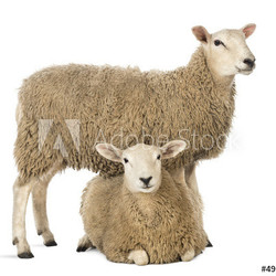 Sheep standing over another lying