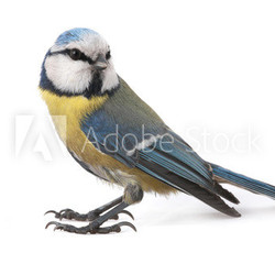 caeruleus titmouse