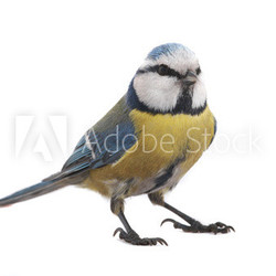 caeruleus titmouse