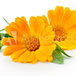 Calendula. flowers with leaves isolated on white