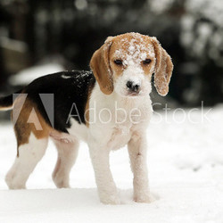 Schnee im Beaglegesicht