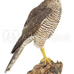 Sperber (Accipiter nisus)