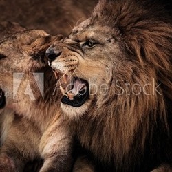 Close-up shot of roaring lion and lioness
