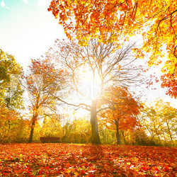 Bunte Herbststimmung