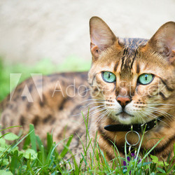 A cat lying in the grass