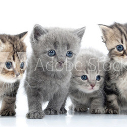 Portrait of young cats' group  . Studio shot. Isolated.