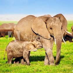Elephants family on savanna. Safari in Amboseli, Kenya, Africa