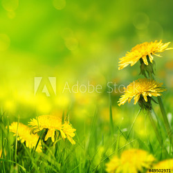 Beautiful spring flowers background