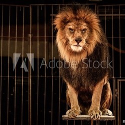 Lion in circus cage