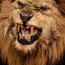 Close-up shot of roaring lion