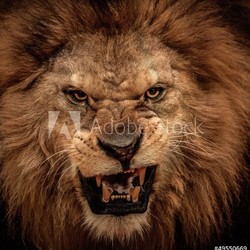 Close-up shot of roaring lion