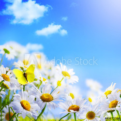 spring background