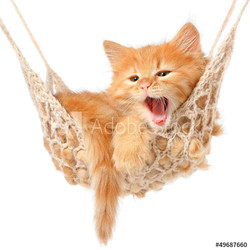 Cute red-haired kitten in hammock