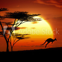 kangaroo sunset australia
