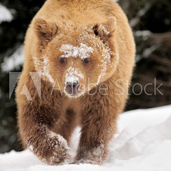 Wild brown bear