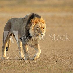 Walking African lion