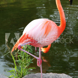 American Red Flamingo.  Graceful bird.