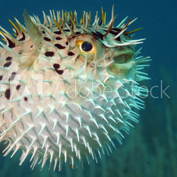 Blowfish or diodon holocanthus underwater in ocean