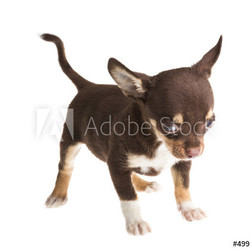 short haired chihuahua puppy in front of a white background