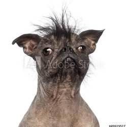 Close-up of a Hairless Mixed-breed dog