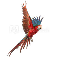 Green-winged Macaw, Ara chloropterus, 1 year old, flying