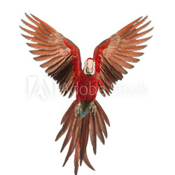 Green-winged Macaw, Ara chloropterus, 1 year old, flying