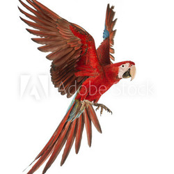 Green-winged Macaw, Ara chloropterus, 1 year old, flying
