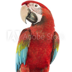 Green-winged Macaw, Ara chloropterus, 1 year old