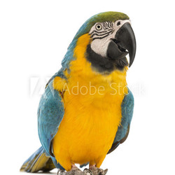 Blue-and-yellow Macaw, Ara ararauna, 30 years old