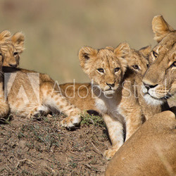 Löwenbabys und Löwenmama in Afrika