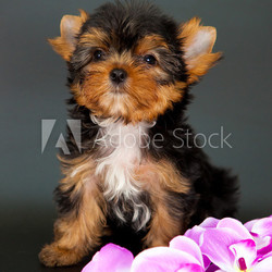 puppy of a Yorkshire terrier