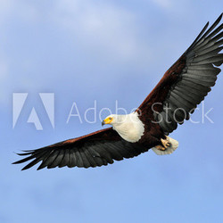 African fish eagle