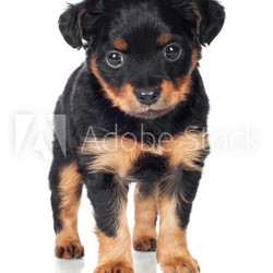 adorable little puppy