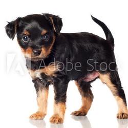 adorable little black puppy standing