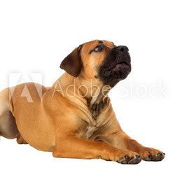 Rare breed South African boerboel posing in studio.