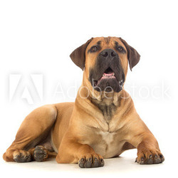 Rare breed South African boerboel puppy posing in studio.