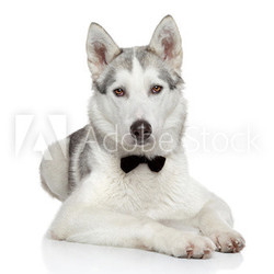 Husky dog on white background