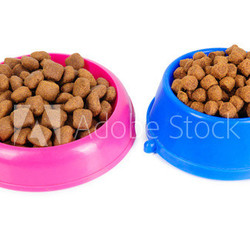 dog food in bowl