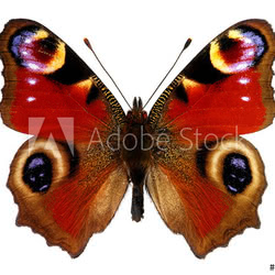 European Peacock butterfly (Inachis io)