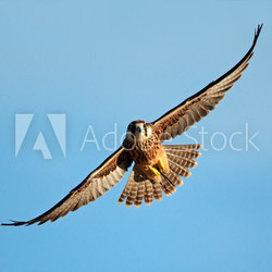 Lanner falcon in flight