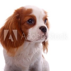 Cavalier Welpe Portrait