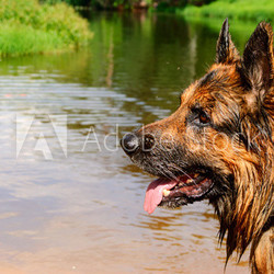 wet shepherd