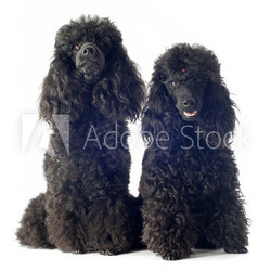 poodles