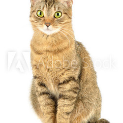 Cat isolated on white